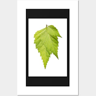 Birch Leaves Posters and Art